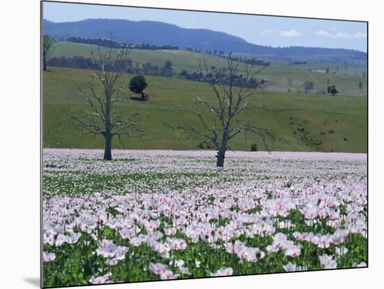 Fields of Flowering Opium Poppies Grown Legally for Morphine Production, Tasmania, Australia-Murray Louise-Mounted Photographic Print