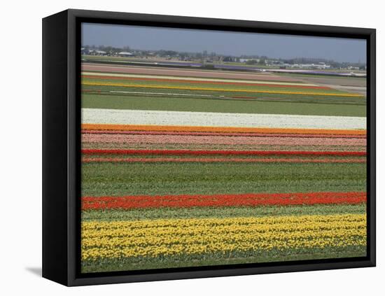 Fields of Flowers Growing Near Keukenhof Gardens, Near Leiden, Netherlands, Europe-Ethel Davies-Framed Stretched Canvas