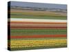 Fields of Flowers Growing Near Keukenhof Gardens, Near Leiden, Netherlands, Europe-Ethel Davies-Stretched Canvas