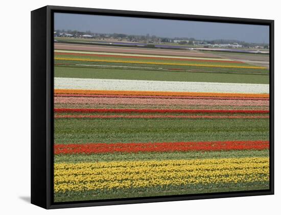 Fields of Flowers Growing Near Keukenhof Gardens, Near Leiden, Netherlands, Europe-Ethel Davies-Framed Stretched Canvas