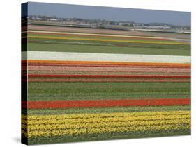 Fields of Flowers Growing Near Keukenhof Gardens, Near Leiden, Netherlands, Europe-Ethel Davies-Stretched Canvas