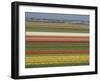 Fields of Flowers Growing Near Keukenhof Gardens, Near Leiden, Netherlands, Europe-Ethel Davies-Framed Premium Photographic Print