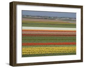 Fields of Flowers Growing Near Keukenhof Gardens, Near Leiden, Netherlands, Europe-Ethel Davies-Framed Photographic Print