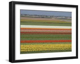 Fields of Flowers Growing Near Keukenhof Gardens, Near Leiden, Netherlands, Europe-Ethel Davies-Framed Photographic Print