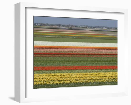 Fields of Flowers Growing Near Keukenhof Gardens, Near Leiden, Netherlands, Europe-Ethel Davies-Framed Photographic Print