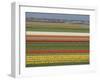 Fields of Flowers Growing Near Keukenhof Gardens, Near Leiden, Netherlands, Europe-Ethel Davies-Framed Photographic Print