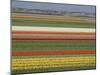 Fields of Flowers Growing Near Keukenhof Gardens, Near Leiden, Netherlands, Europe-Ethel Davies-Mounted Photographic Print