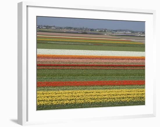 Fields of Flowers Growing Near Keukenhof Gardens, Near Leiden, Netherlands, Europe-Ethel Davies-Framed Photographic Print