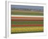 Fields of Flowers Growing Near Keukenhof Gardens, Near Leiden, Netherlands, Europe-Ethel Davies-Framed Photographic Print