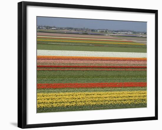 Fields of Flowers Growing Near Keukenhof Gardens, Near Leiden, Netherlands, Europe-Ethel Davies-Framed Photographic Print