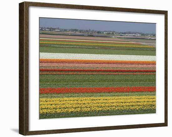 Fields of Flowers Growing Near Keukenhof Gardens, Near Leiden, Netherlands, Europe-Ethel Davies-Framed Photographic Print