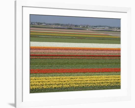 Fields of Flowers Growing Near Keukenhof Gardens, Near Leiden, Netherlands, Europe-Ethel Davies-Framed Photographic Print