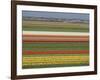 Fields of Flowers Growing Near Keukenhof Gardens, Near Leiden, Netherlands, Europe-Ethel Davies-Framed Photographic Print