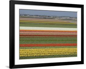 Fields of Flowers Growing Near Keukenhof Gardens, Near Leiden, Netherlands, Europe-Ethel Davies-Framed Photographic Print