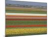 Fields of Flowers Growing Near Keukenhof Gardens, Near Leiden, Netherlands, Europe-Ethel Davies-Mounted Photographic Print