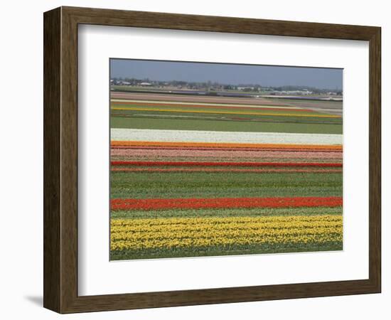 Fields of Flowers Growing Near Keukenhof Gardens, Near Leiden, Netherlands, Europe-Ethel Davies-Framed Photographic Print