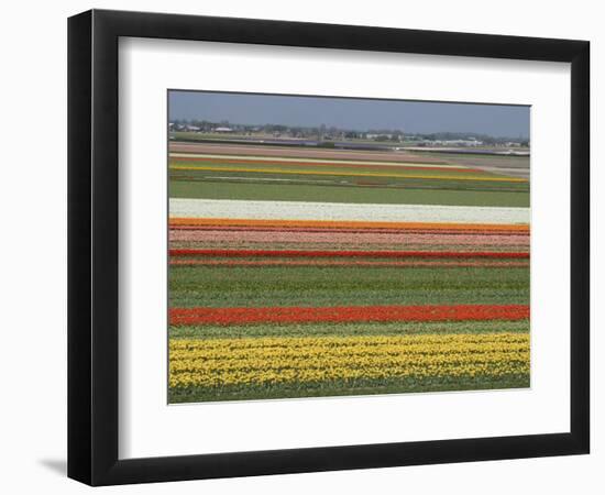 Fields of Flowers Growing Near Keukenhof Gardens, Near Leiden, Netherlands, Europe-Ethel Davies-Framed Photographic Print