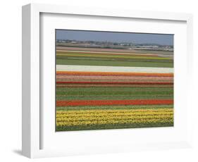 Fields of Flowers Growing Near Keukenhof Gardens, Near Leiden, Netherlands, Europe-Ethel Davies-Framed Photographic Print