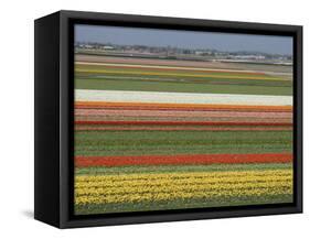 Fields of Flowers Growing Near Keukenhof Gardens, Near Leiden, Netherlands, Europe-Ethel Davies-Framed Stretched Canvas