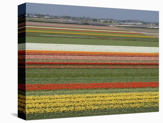 Fields of Flowers Growing Near Keukenhof Gardens, Near Leiden, Netherlands, Europe-Ethel Davies-Stretched Canvas