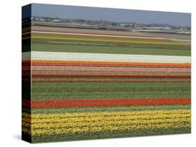 Fields of Flowers Growing Near Keukenhof Gardens, Near Leiden, Netherlands, Europe-Ethel Davies-Stretched Canvas