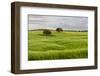 Fields of grain, Mertola, Parque Natural do Vale do Guadiana, Portugal, Alentejo-Martin Zwick-Framed Photographic Print