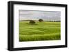 Fields of grain, Mertola, Parque Natural do Vale do Guadiana, Portugal, Alentejo-Martin Zwick-Framed Photographic Print