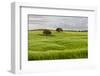 Fields of grain, Mertola, Parque Natural do Vale do Guadiana, Portugal, Alentejo-Martin Zwick-Framed Photographic Print