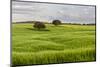 Fields of grain, Mertola, Parque Natural do Vale do Guadiana, Portugal, Alentejo-Martin Zwick-Mounted Photographic Print