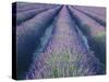 Fields of Lavander Flowers Ready for Harvest, Sault, Provence, France, June 2004-Inaki Relanzon-Stretched Canvas