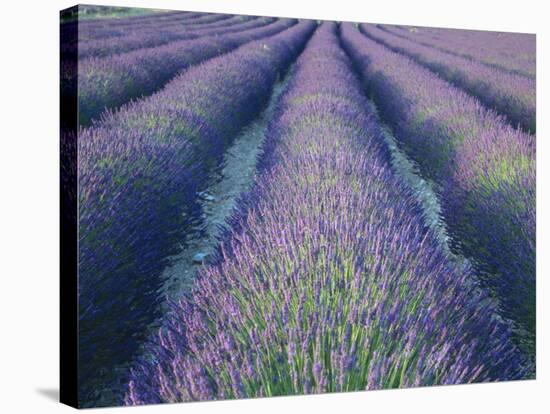 Fields of Lavander Flowers Ready for Harvest, Sault, Provence, France, June 2004-Inaki Relanzon-Stretched Canvas