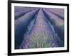 Fields of Lavander Flowers Ready for Harvest, Sault, Provence, France, June 2004-Inaki Relanzon-Framed Premium Photographic Print