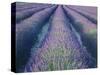 Fields of Lavander Flowers Ready for Harvest, Sault, Provence, France, June 2004-Inaki Relanzon-Stretched Canvas