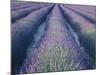 Fields of Lavander Flowers Ready for Harvest, Sault, Provence, France, June 2004-Inaki Relanzon-Mounted Photographic Print