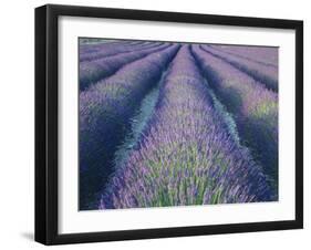 Fields of Lavander Flowers Ready for Harvest, Sault, Provence, France, June 2004-Inaki Relanzon-Framed Photographic Print