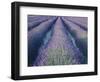 Fields of Lavander Flowers Ready for Harvest, Sault, Provence, France, June 2004-Inaki Relanzon-Framed Photographic Print