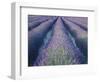 Fields of Lavander Flowers Ready for Harvest, Sault, Provence, France, June 2004-Inaki Relanzon-Framed Photographic Print