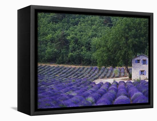 Fields of Lavender by Rustic Farmhouse-Owen Franken-Framed Stretched Canvas