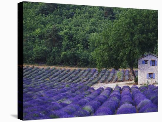 Fields of Lavender by Rustic Farmhouse-Owen Franken-Stretched Canvas