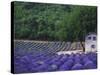 Fields of Lavender by Rustic Farmhouse-Owen Franken-Stretched Canvas