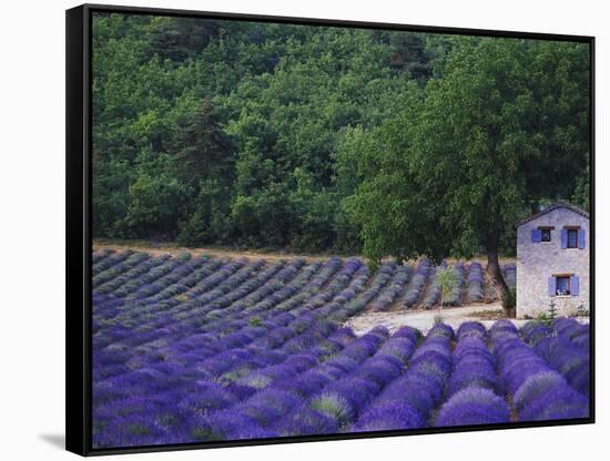 Fields of Lavender by Rustic Farmhouse-Owen Franken-Framed Stretched Canvas