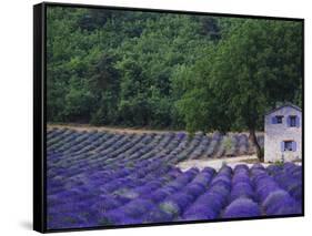 Fields of Lavender by Rustic Farmhouse-Owen Franken-Framed Stretched Canvas