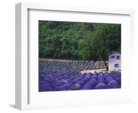 Fields of Lavender by Rustic Farmhouse-Owen Franken-Framed Photographic Print