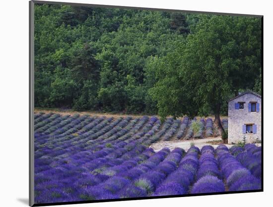 Fields of Lavender by Rustic Farmhouse-Owen Franken-Mounted Photographic Print