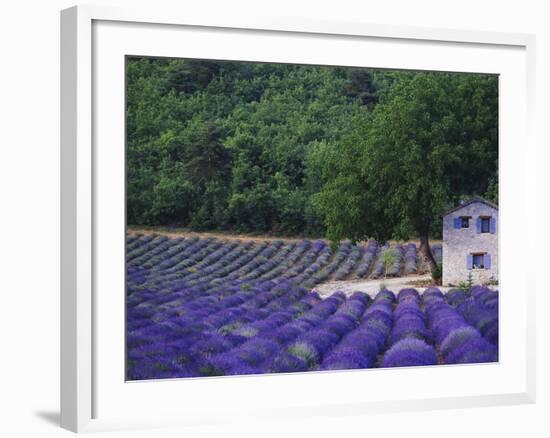 Fields of Lavender by Rustic Farmhouse-Owen Franken-Framed Photographic Print