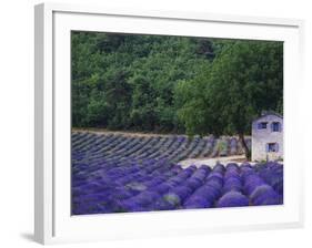 Fields of Lavender by Rustic Farmhouse-Owen Franken-Framed Photographic Print