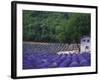 Fields of Lavender by Rustic Farmhouse-Owen Franken-Framed Photographic Print