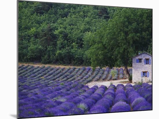 Fields of Lavender by Rustic Farmhouse-Owen Franken-Mounted Photographic Print