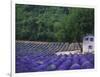 Fields of Lavender by Rustic Farmhouse-Owen Franken-Framed Photographic Print