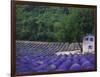 Fields of Lavender by Rustic Farmhouse-Owen Franken-Framed Photographic Print